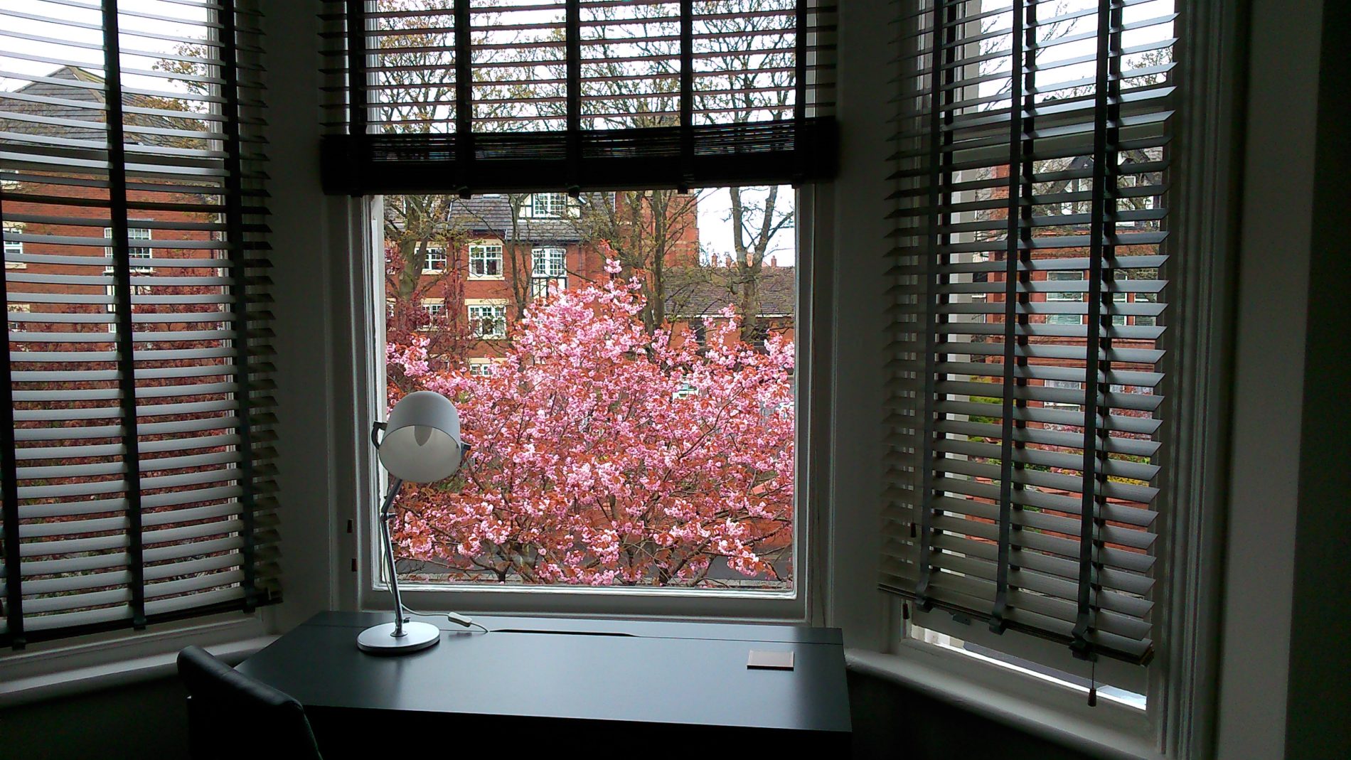 Paramount ApartHotel, Apartment 3, window view of blossom tree